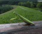 Πράσινη Προσευχή mantis